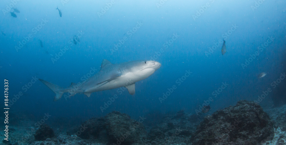Tiger shark at Cocos Island Tiger shark at Cocos Island