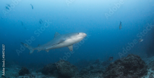 Tiger shark at Cocos Island © Michael Bogner