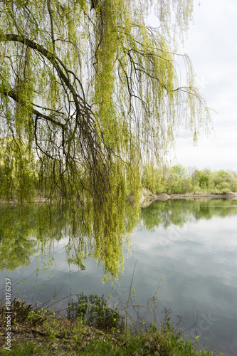 Trauerweide am See