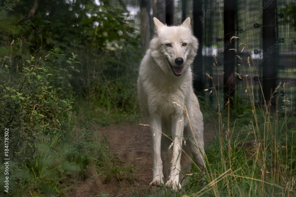 Fototapeta premium Arctic Wolf