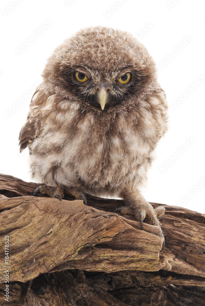 Fototapeta premium Little owl on a tree.