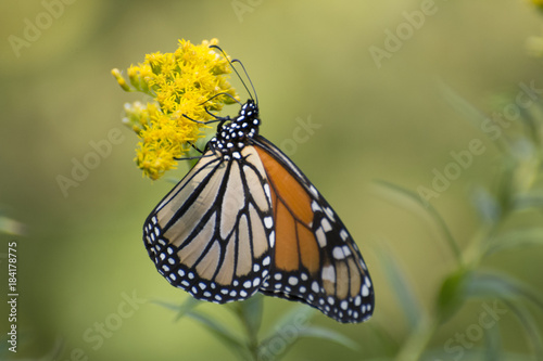 Butterfly 2017-134 / Monarch on goldenrod © mramsdell1967