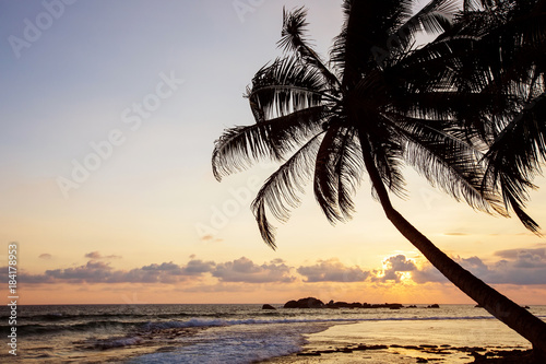 Palm trees at the tropical coast in Sri Lanka