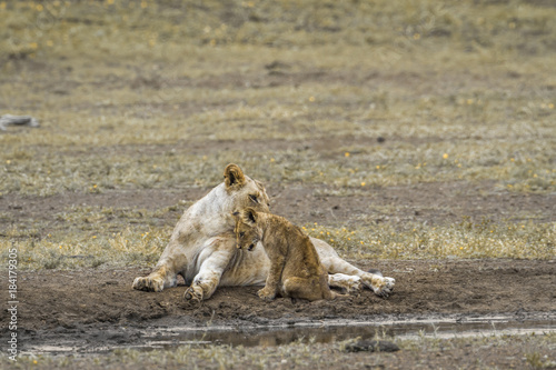 African lion in Kruger National park, South Africa