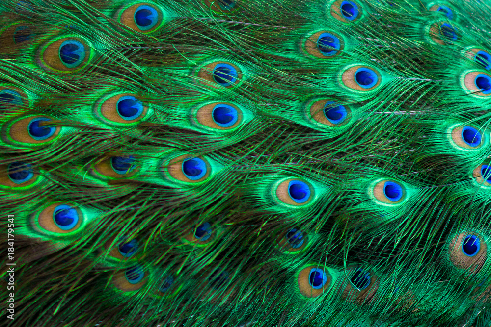Fototapeta premium Peacock feathers Green Dot Pattern Blue Background
