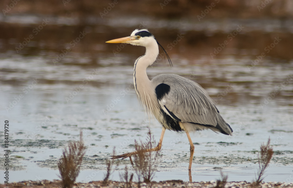 Fototapeta premium ritratto di airone cenerino,Ardea cinerea,sfondo chiaro