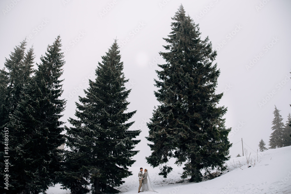 Fototapeta premium Beautiful couple stands between huge snowy pines, woman in grey wedding dress and long veil, man in sweater