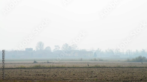 vista della campagna Lombarda con il volo di aironi  e sul fondo un cascinale immerso nella nebbia con un cielo bianco photo