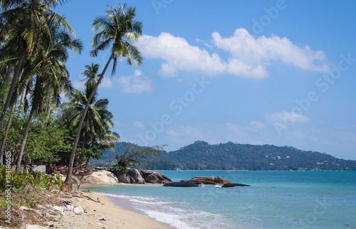 Beautiful view of the sea. Palm trees on the beach. © Nina