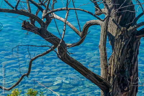 Mare Adriatico trasparente attraverso rami di acacia