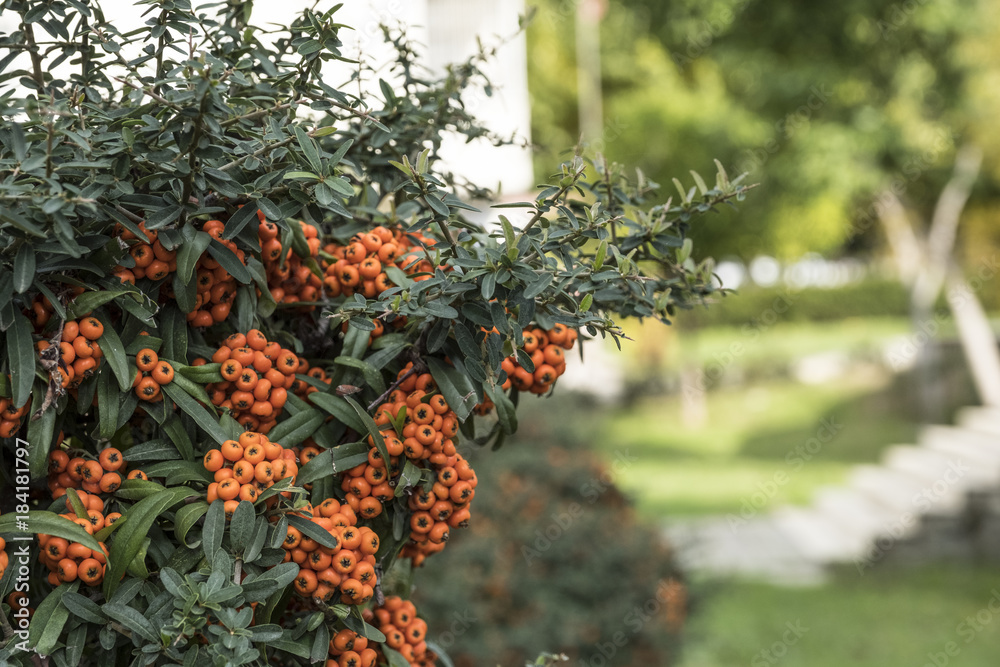 Sorbus rowanberry fruits tree texture background Sorbus rowanberry fruits tree texture background