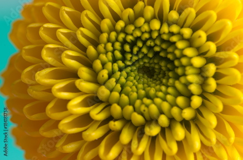 Close-up macro of a yellow flower with green colored center and shell like petals producing an interesting spiral pattern shot in daylight from the front