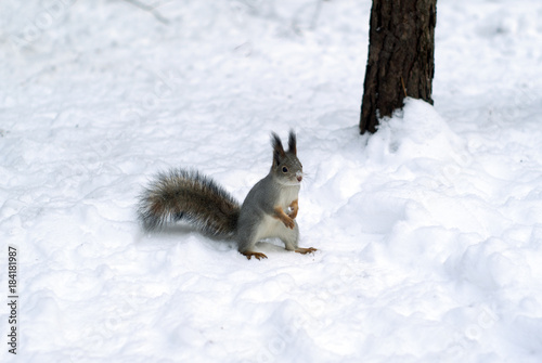 Eurasian red squirrel in grey winter coat with ear-tufts with lumps of snow on the nose stands in a funny pose on the snow under a tree in the winter forest © Evgeny