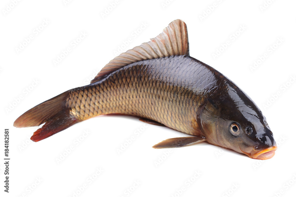 Obraz premium Carp isolated on white