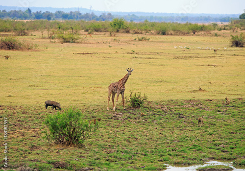 Thornicroft Girafe standing on the open African plains with warthog and baboon in South Luangwa National Park  Zambia