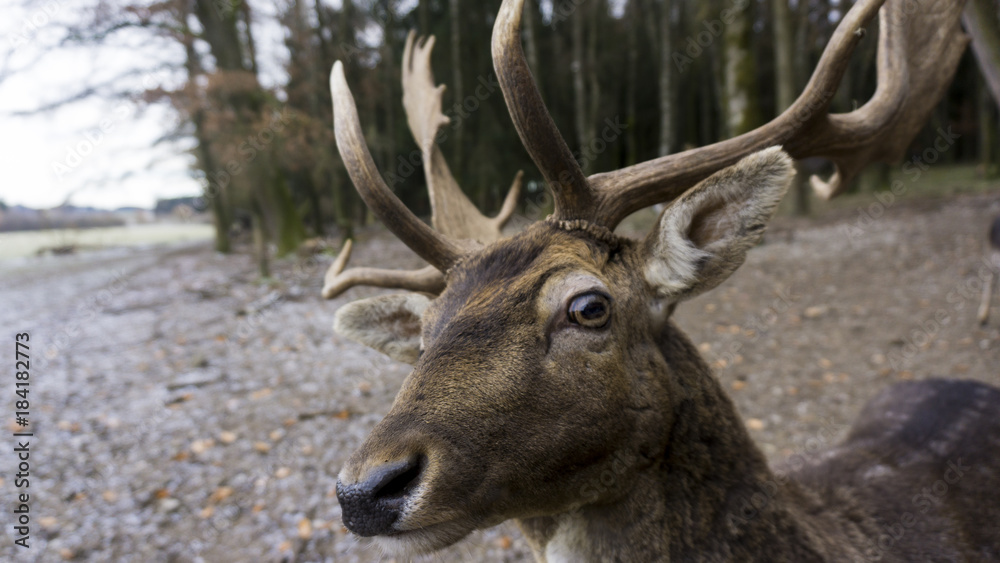 Male dear in looking curious into camera 