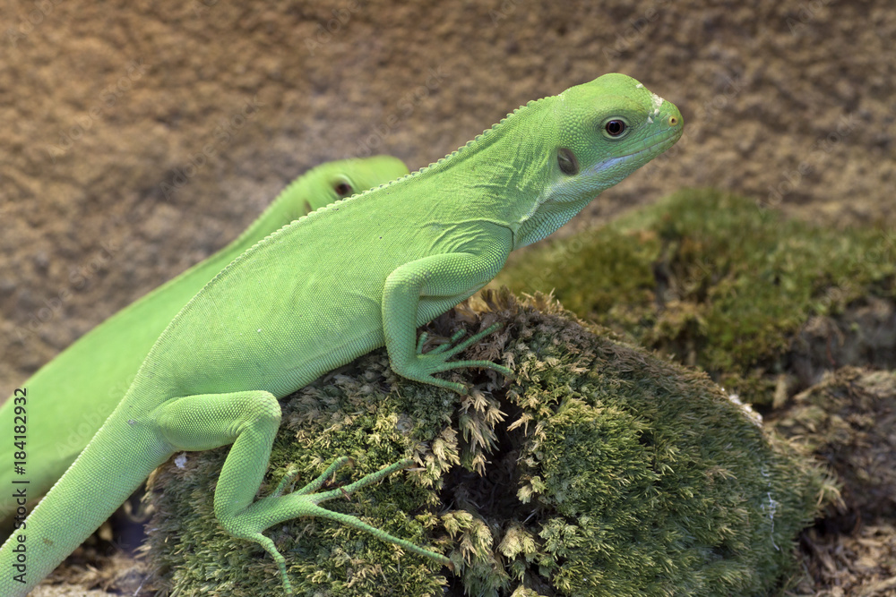 Naklejka premium Green fiji iguana