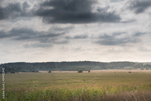 Corn field and dark sky