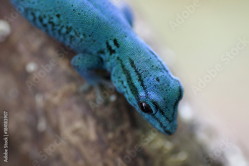 Blue electric day gecko photo