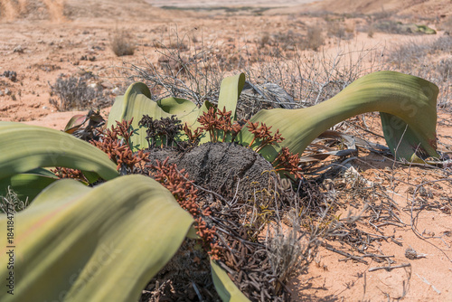Welwitschia with desert in background.
