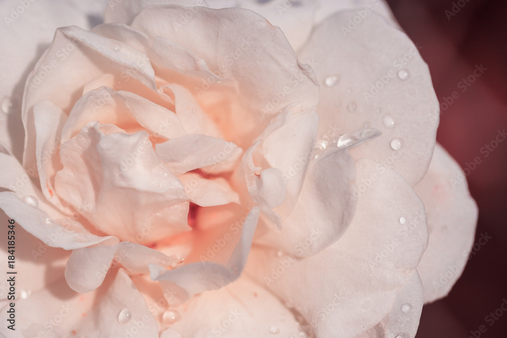 Peach rose close-up can use as wedding background. Soft blur focus. In sepia vintage pastel toned Peach rose close-up can use as wedding background. Soft blur focus. In sepia vintage pastel toned
