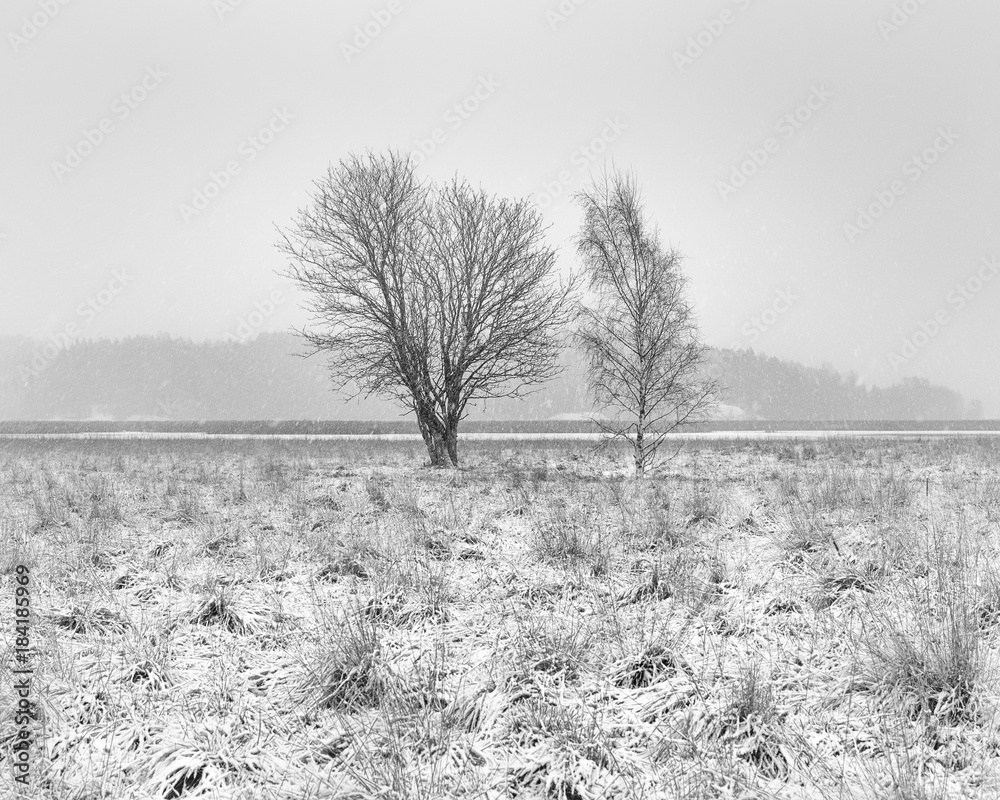 Winter landscape with snow and trees black and white.