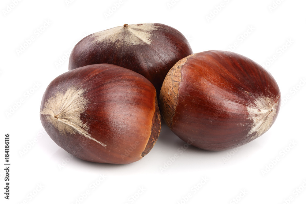 fresh edible chestnut isolated on white background fresh edible chestnut isolated on white background