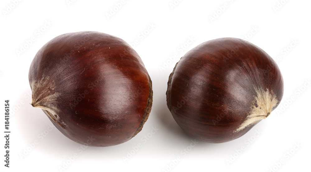 fresh edible chestnut isolated on white background fresh edible chestnut isolated on white background