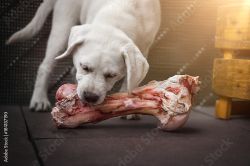 Fototapeta Naklejka Na Ścianę i Meble -  junger hungriger labrador retriever hund welpe frisst fleisch von einem knochen