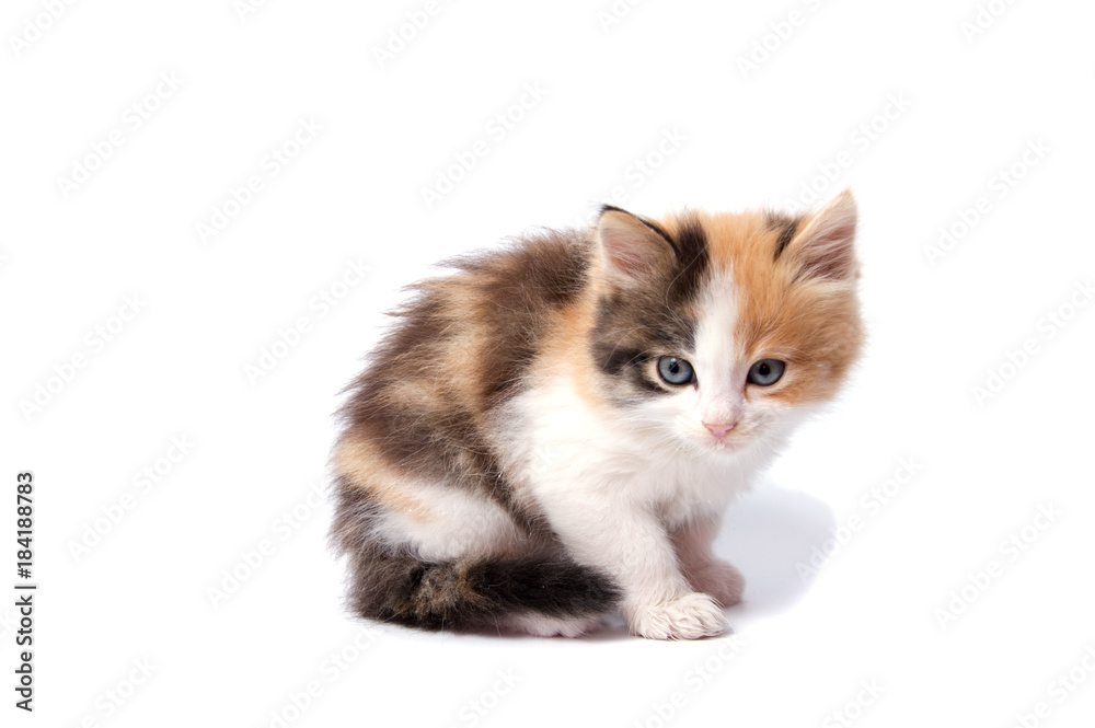 A cat is isolated on white background