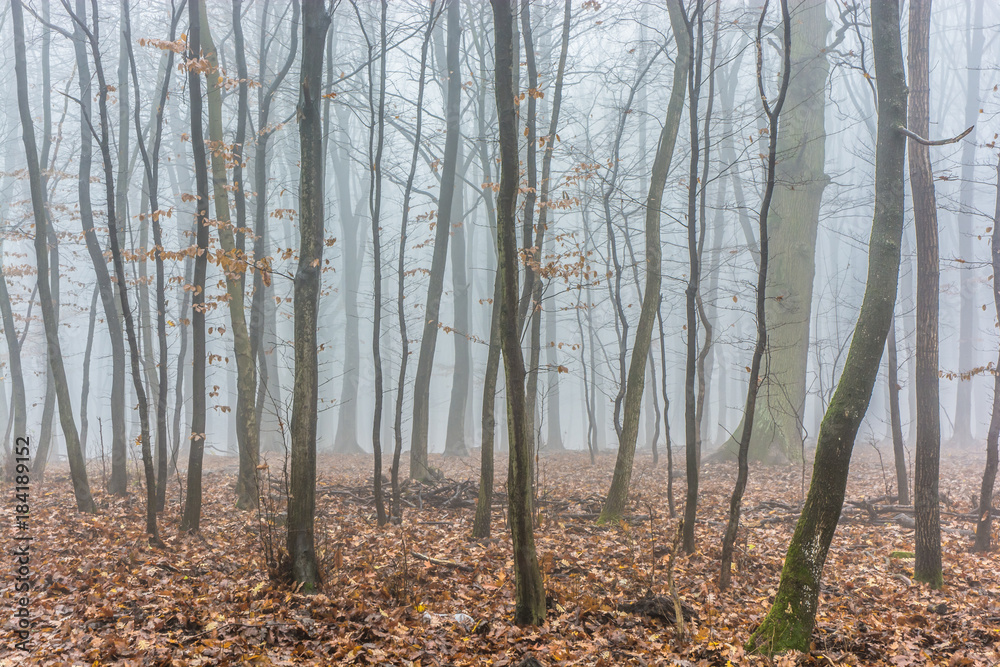 Foggy Autumn