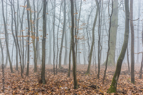 Foggy Autumn