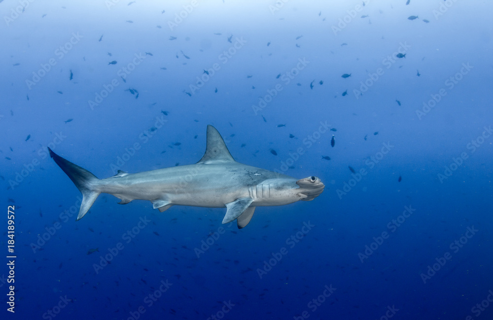 Naklejka premium Hammerhead shark at Cocos Island