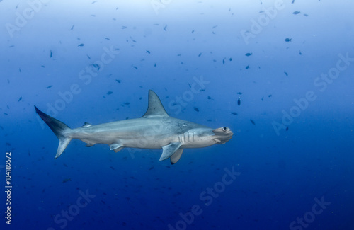 Hammerhead shark at Cocos Island