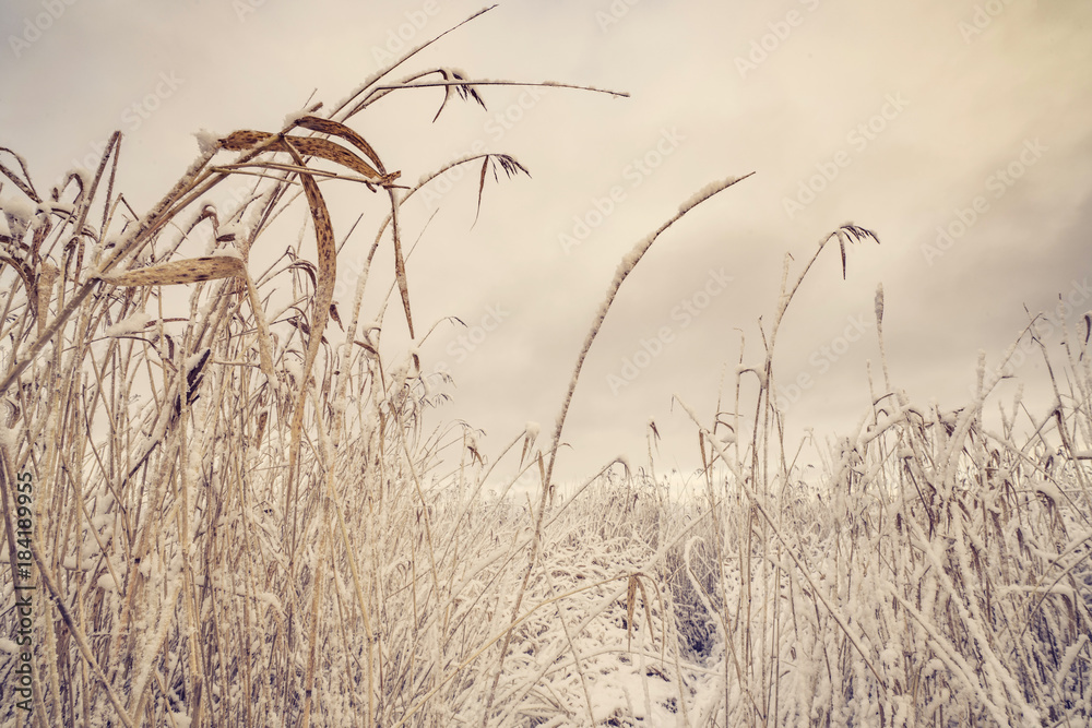 Fototapeta premium Frozen rushes covered with frost and snow