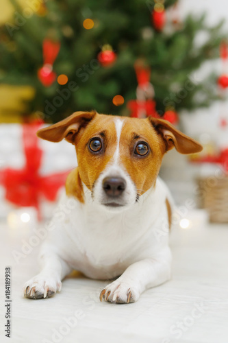 Cute dog near Christmas tree branch. © ulkas