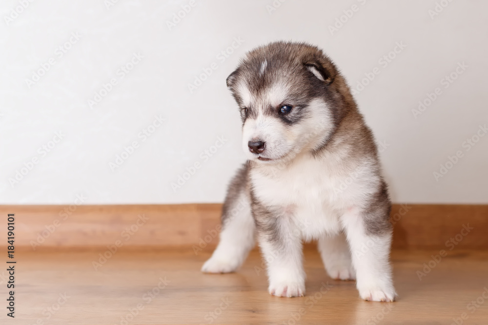 Little cute puppy of breed Alaskan Malamute standing on the floor