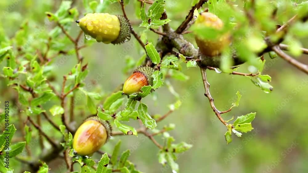 Quercus coccifera (kermes oak) wild plant in nature on a rainy day Quercus coccifera (kermes oak) wild plant in nature on a rainy day