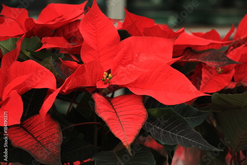 group of red poinsettia