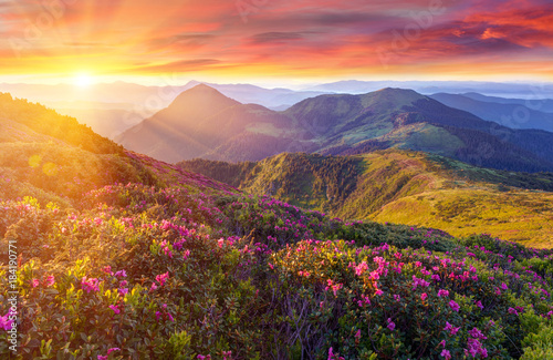 Amazing colorful sunrise in mountains with colored clouds and pink rhododendron flowers on foreground. Dramatic colorful scene with flowers