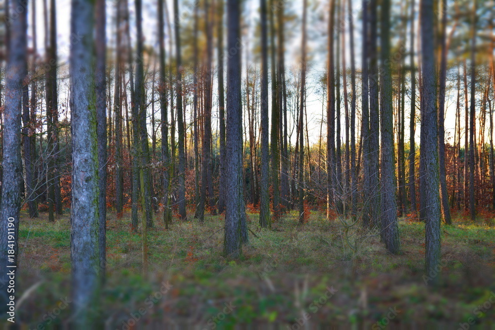 Fototapeta premium las sosnowy