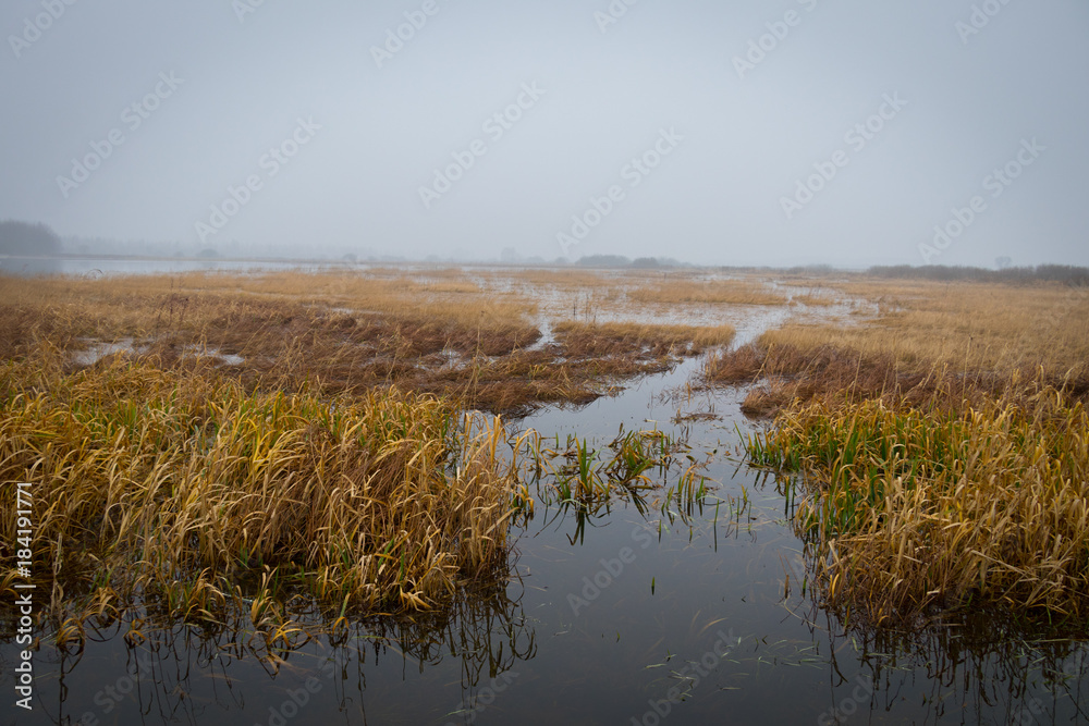autumn rusty pools with gray water with fog and lead sky