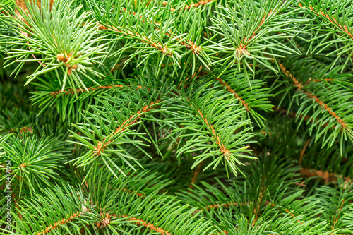 green spiny branches of fir or pine, background