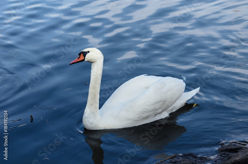 The swan floats along the river