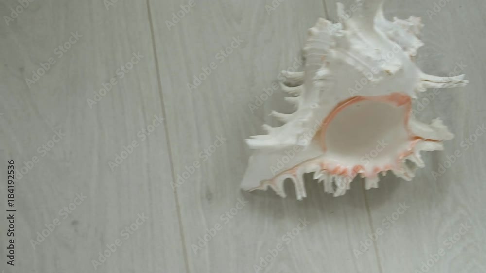 sea shells close-up, subject survey sea shells close-up, subject survey