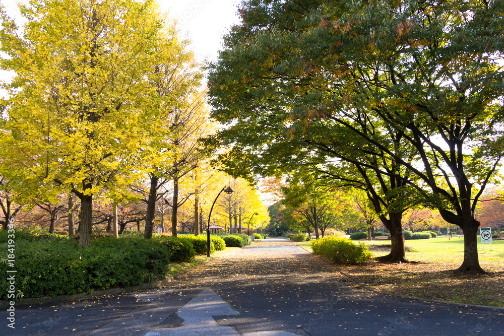Naklejka premium Autumn leaves of Sarue Park in Koto Ward, Tokyo, Japan / Opened in 1932 and old, it was known to surrounding residents as precious 