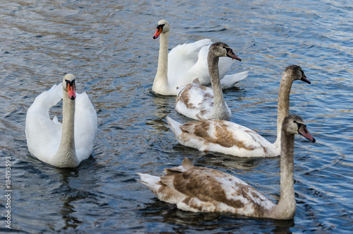 Slika na platnu The grown-up chicks of swans swim together with their parents.