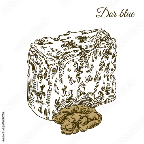 Slice of Dor blue cheese and walnut. Engraving style. Vector illustration.