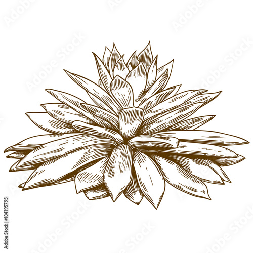 engraving drawing illustration of echeveria