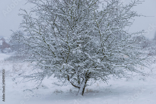 Wallpaper Mural Winter landscape in a forest park with trees covered with snow. Torontodigital.ca